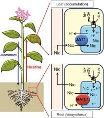 Vacuoles are acidic in nature and share some basic properties with lysosomes that are predominantly found in plant cells. New Insights Into The Transport Mechanisms In Plant Vacuoles Sciencedirect
