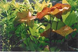 Image result for Nymphaea maculata