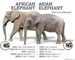 Thomson Safaris Africa Elephant Difference You Won T Forget The Difference Between African And Asian Elephants Asian Elephant Elephant Elephant Facts