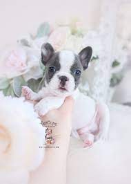 The french bulldog club of queensland. French Bulldog Puppies For Sale Qld Pets Lovers
