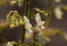 Image result for Coleus sessilifolius