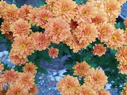 Check spelling or type a new query. Fall Flowers Chrysanthemum Flower Wallpaper Pictures Autumn Flowers Yellow Chrysanthemums Wildflower Small Yellow Flowers Background Photo Pxfuel