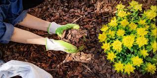 We did not find results for: Using The Right Mulch In Your Garden