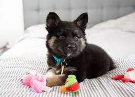Maybe you would like to learn more about one of these? Akita Shepherd Complete Guide Info Pictures Care More Pet Keen