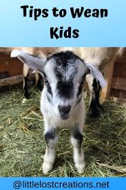 Tips To Wean Baby Goats Little Lost Creations Baby Goats Goats Baby Animals