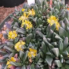 Image result for Nananthus