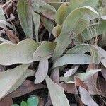 Image result for Helichrysum mechowianum