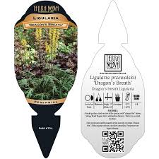 Image result for Tragia lasiophylla