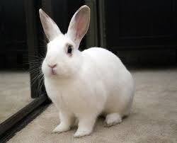 rabbit grooming zooh corner rabbit rescue