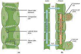 Xylem is also known as wood. Xylem Cell Diagram