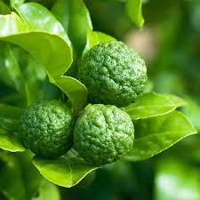 Image result for Amblygonocarpus