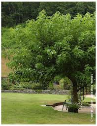 Arbres Port Evase Ideal Pour Realiser Une Zone D Ombrage Facile A Reussir Arbre Ombre Murier Platane Arbre Ombrage