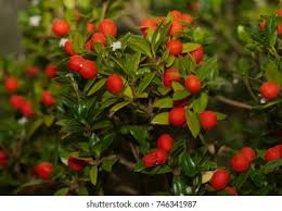 Image result for Alyxia ruscifolia