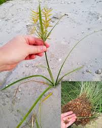 Image result for Cyperus esculentus