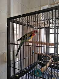 Bird Aviary For Sale Nsw Lost Rosella Parrot Bird Jurong Singapore L30982 Parrot Bird Find Pets Parrot