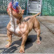 20 Dogs That Use Bully Max Results You Have To See To Believe Bully Max Bully Breeds Dogs Dogs