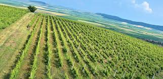 We did not find results for: Crama Telna Vinuri Mestesugite La O Crama De Poveste Alba Iulia