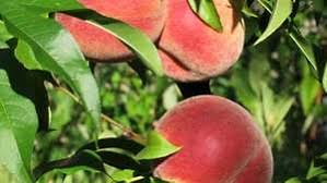 Check spelling or type a new query. Peach Fruit Description Facts Britannica