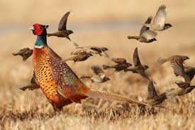 Naturesdoorways Upland Bird Hunting Pet Birds Animals