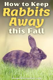 Can rabbits be kept outside? Womqrhuccsv24m