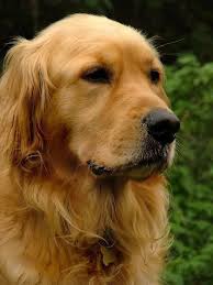 Poodles Are Typically Seen In Movies As The Family Pet Of Choice Of An Elegant Character Or In Pet Dog Shows Showcasing Golden Retriever Retriever Puppy Dogs