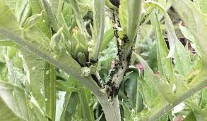Image result for BLACKFLY ON TOMATO PLANTS