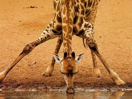 Image result for giraffe