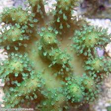 The neon green cabbage leather coral will brighten up any aquarium with its brilliant green coloration. Green Toadstool Mushroom Leath Seahorse Aquariums Ltd