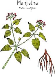 Image result for Rubia cordifolia