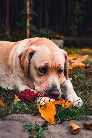 Built for different types of dog sports such as obedience, tracking, agility, and retrieving, the labrottie has a muscular body with a slightly broad head, somewhat arched. Rottweiler Mixed With Labrador Retriever Mississippi Rottweilers