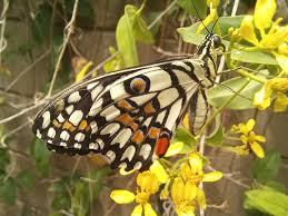 Not all is well! Happy moments of releasing the healthy hatches are good.  But along side is the sadness to witness many crippled and partially  crippled hatches, and many healthy caterpillars and