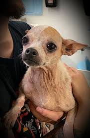 Adopting a pet comes with numerous advantages including: Mount Pleasant Sc Chihuahua Meet Fae A Pet For Adoption Pet Adoption Cute Dogs And Puppies Dog Adoption