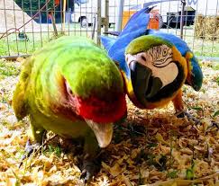 Click the button below to book a spot before spots run out. All American Petting Zoo 398 Tickton Hall Ln Ridgeland Sc Festival Events Mapquest