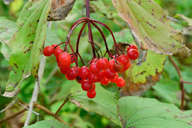 This holds true for elderberries as well. American Cranberry Bush Information How To Grow American Cranberry In The Garden
