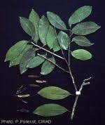 Image result for Lovoa swynnertonii