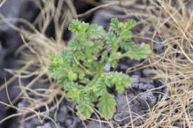 Image result for Coldenia procumbens