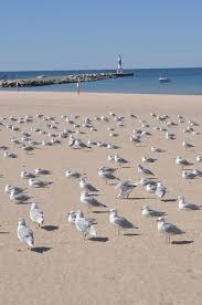 Relaxing At The Beach Michigan Beaches Lake Michigan Beaches Lake Michigan