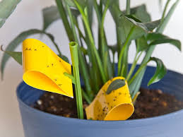 Check spelling or type a new query. How To Get Rid Of Fungus Gnats