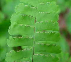 Image result for Adiantum patens