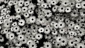 Covering greetings cards, gift wrap, fabrics, kids design, wallpaper, stationery and more. Black And White Wallpaper Edgy