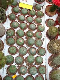 Inside The Battle To Save The Sacred Peyote Ceremony: 'We'Re In Dire  Straits' | Native Americans | The Guardian