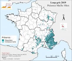 Aujourd'hui, ils sont plus de 500 et ils se trouvent principalement dans les alpes. Situation Loup Sur Le Territoire Francais Ofb Le Loup En France