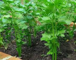 Olah daun basil beku maksimal 3 bulan setelah dibekukan. Cara Nak Menanam Daun Sup Wansite