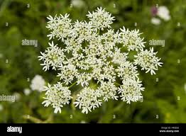 Image result for Diplolophium africanum