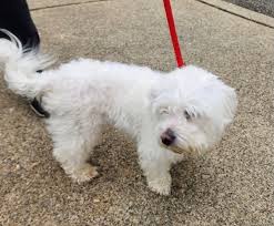 Bergen - Clifton, NJ Found Miley Quintana, *** -*** years old. she was ...