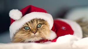 Free Download Download Cute Christmas Cat Hd Wallpapers For Iphone 5 1136x640 For Your Desktop Mobile Tablet Explore 50 Free Christmas Wallpaper For Iphone Apple Wallpaper For Iphone Free Cat with christmas balls 1920×1280. wallpapersafari