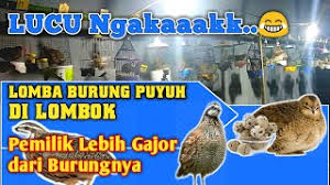 1.2 menyediakan sarana kandang puyuh. Sangkar Lomba Puyuh Ada Lomba Cute766