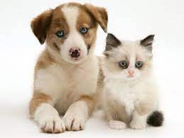 Have a look at some of the amazing and cute pictures of puppies and kittens that will surely melt your heart. So Cute Cute Puppies And Kittens Puppies And Kitties Cute Dogs