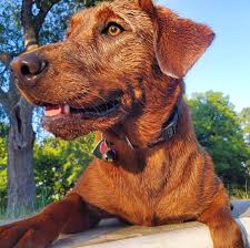 We specialize in breeding some of the most beautiful labrador retrievers in the world. Kilgore S Labrador Retrievers Home Facebook