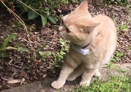 *free* shipping on orders $49+ and the best customer service! Implant Or Gps Chip For Cats And Dogs How To Choose